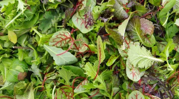 A zoomed-in photo of a collection of mesclun greens, colorful pieces of lettuce.